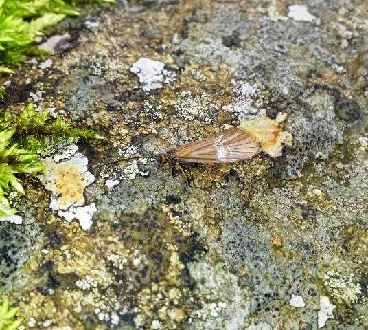 New species discovered in the Balkan biodiversity hotspot of Kosovo