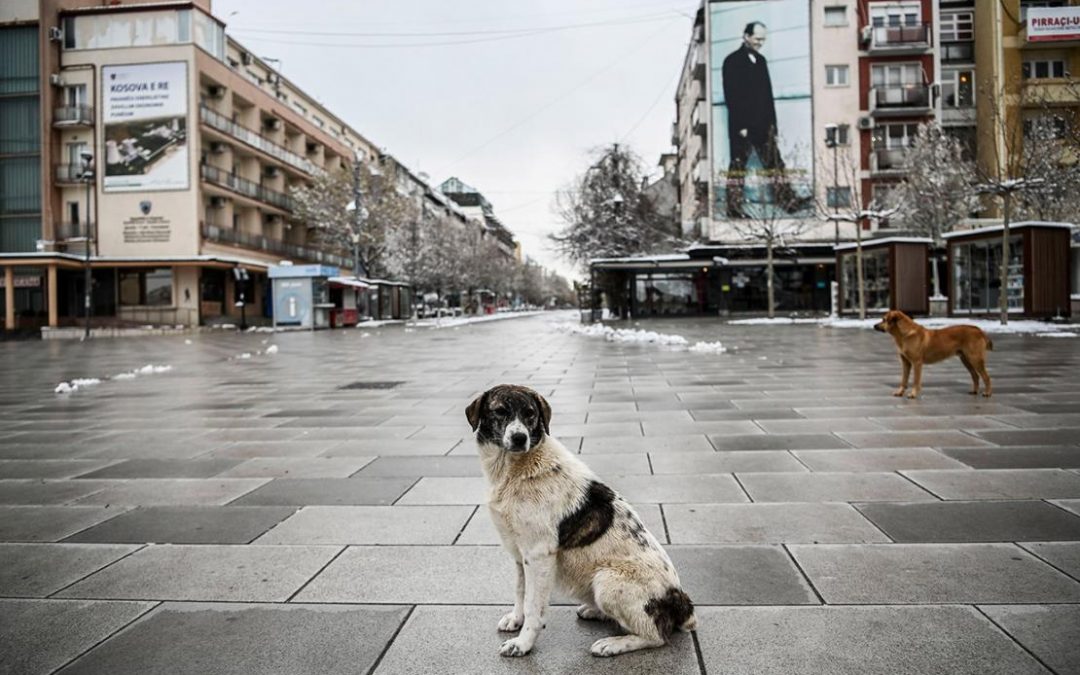 Photo of the day: Stray dogs stand on a deserted square in Pristina