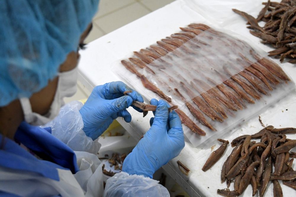 Albanian anchovy sales boom as lockdowns increase demand for tinned food